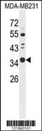 Syntaxin 7 antibody, 62-003, ProSci, Western Blot image 