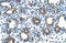 Glucuronidase Beta antibody, 29-968, ProSci, Immunohistochemistry frozen image 