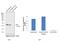 RAN, Member RAS Oncogene Family antibody, PA5-29926, Invitrogen Antibodies, Western Blot image 