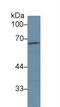 Alpha-1-B Glycoprotein antibody, LS-C292727, Lifespan Biosciences, Western Blot image 