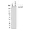 Chondroitin Sulfate Proteoglycan 4 antibody, MAB2585, R&D Systems, Western Blot image 