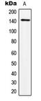 Transcriptional Repressor GATA Binding 1 antibody, MBS8224769, MyBioSource, Western Blot image 