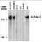 Protein Tyrosine Phosphatase Non-Receptor Type 13 antibody, PA5-72906, Invitrogen Antibodies, Western Blot image 