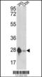 Enoyl-CoA hydratase, mitochondrial antibody, LS-B14400, Lifespan Biosciences, Western Blot image 