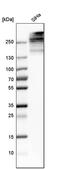 Collagen Type XII Alpha 1 Chain antibody, PA5-52655, Invitrogen Antibodies, Western Blot image 