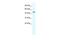 Tripartite Motif Containing 39 antibody, PA5-40967, Invitrogen Antibodies, Western Blot image 