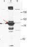 Epithelial Splicing Regulatory Protein 1 antibody, orb345205, Biorbyt, Western Blot image 