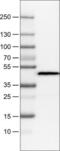 Apolipoprotein A4 antibody, NBP2-52932, Novus Biologicals, Western Blot image 