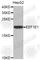 Eukaryotic Translation Elongation Factor 1 Epsilon 1 antibody, A4314, ABclonal Technology, Western Blot image 