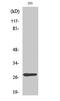 Mitochondrial Ribosomal Protein L16 antibody, PA5-51009, Invitrogen Antibodies, Western Blot image 