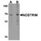 Nitric Oxide Synthase Trafficking antibody, TA349121, Origene, Western Blot image 