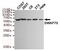 Switching B Cell Complex Subunit SWAP70 antibody, MBS475124, MyBioSource, Western Blot image 