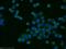 Tripartite Motif Containing 17 antibody, 13663-1-AP, Proteintech Group, Immunofluorescence image 