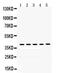 Oncostatin M antibody, PA5-79774, Invitrogen Antibodies, Western Blot image 