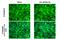 Nitric Oxide Synthase 3 antibody, GTX129058, GeneTex, Immunofluorescence image 