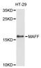 MAF BZIP Transcription Factor F antibody, LS-C747990, Lifespan Biosciences, Western Blot image 