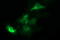 Tubulin Beta 1 Class VI antibody, LS-B15615, Lifespan Biosciences, Immunofluorescence image 