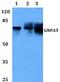 Glyceronephosphate O-Acyltransferase antibody, A07205, Boster Biological Technology, Western Blot image 