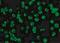 Death Associated Protein Kinase 3 antibody, NBP1-76962, Novus Biologicals, Immunofluorescence image 