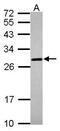 PRP antibody, PA5-27313, Invitrogen Antibodies, Western Blot image 