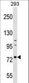 Arginyl Aminopeptidase antibody, LS-C158881, Lifespan Biosciences, Western Blot image 