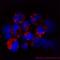 Toll Like Receptor 9 antibody, LS-C136467, Lifespan Biosciences, Immunofluorescence image 