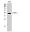 ATF4 antibody, STJ92467, St John