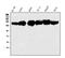 Kinesin Family Member 15 antibody, A05983-1, Boster Biological Technology, Western Blot image 