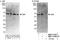 Serum Response Factor antibody, NBP1-71927, Novus Biologicals, Western Blot image 