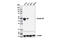 Keratin 20 antibody, 13063P, Cell Signaling Technology, Western Blot image 