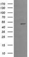 KROX20 antibody, TA505382BM, Origene, Western Blot image 