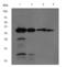 Nerve Growth Factor antibody, TA301201, Origene, Western Blot image 