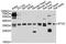 Syntaxin 2 antibody, abx126674, Abbexa, Western Blot image 