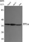 Serine/threonine-protein phosphatase PP1-alpha catalytic subunit antibody, A02801, Boster Biological Technology, Western Blot image 