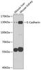 Cadherin 1 antibody, 14-037, ProSci, Western Blot image 