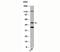 Thioredoxin Interacting Protein antibody, 33-035, ProSci, Western Blot image 