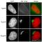 Formimidoyltransferase Cyclodeaminase antibody, ab27043, Abcam, Immunofluorescence image 