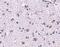 Cerebral Dopamine Neurotrophic Factor antibody, PA5-20430, Invitrogen Antibodies, Immunohistochemistry frozen image 