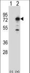 Protein Phosphatase With EF-Hand Domain 1 antibody, LS-C163896, Lifespan Biosciences, Western Blot image 
