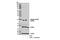 Eukaryotic Translation Initiation Factor 4E Binding Protein 1 antibody, 13443S, Cell Signaling Technology, Western Blot image 