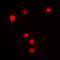 Sp1 Transcription Factor antibody, orb304603, Biorbyt, Immunofluorescence image 