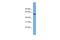 MTOR Associated Protein, Eak-7 Homolog antibody, A14731, Boster Biological Technology, Western Blot image 