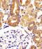 VAC14 Component Of PIKFYVE Complex antibody, PA5-49504, Invitrogen Antibodies, Immunohistochemistry paraffin image 