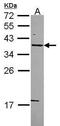 Syntaxin 5 antibody, PA5-22359, Invitrogen Antibodies, Western Blot image 