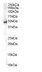 Sorting Nexin 5 antibody, NB100-1362, Novus Biologicals, Western Blot image 