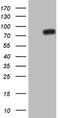 Nuclear Receptor Subfamily 4 Group A Member 3 antibody, M02578, Boster Biological Technology, Western Blot image 