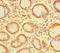 Tudor Domain Containing 1 antibody, LS-C679766, Lifespan Biosciences, Immunohistochemistry paraffin image 