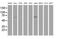 Dystrobrevin Alpha antibody, MA5-25361, Invitrogen Antibodies, Western Blot image 