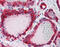 Cathepsin D antibody, 51-937, ProSci, Immunohistochemistry frozen image 