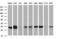 Thioredoxin Related Transmembrane Protein 1 antibody, M07462, Boster Biological Technology, Western Blot image 